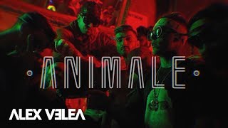 Poster animale lyrics – alex velea