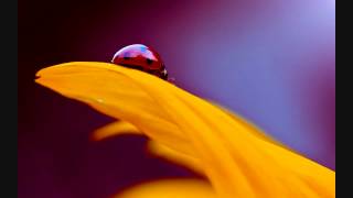 Poster oye oye oye lyrics ओये ओये – iski topi uske sarr