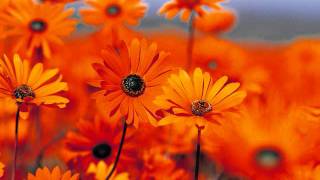 Poster nigahe milane ko ji chahta hai lyrics – paro devi